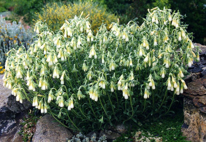 Onosma nana photo